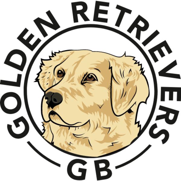 Golden Retriever A Thumbnail